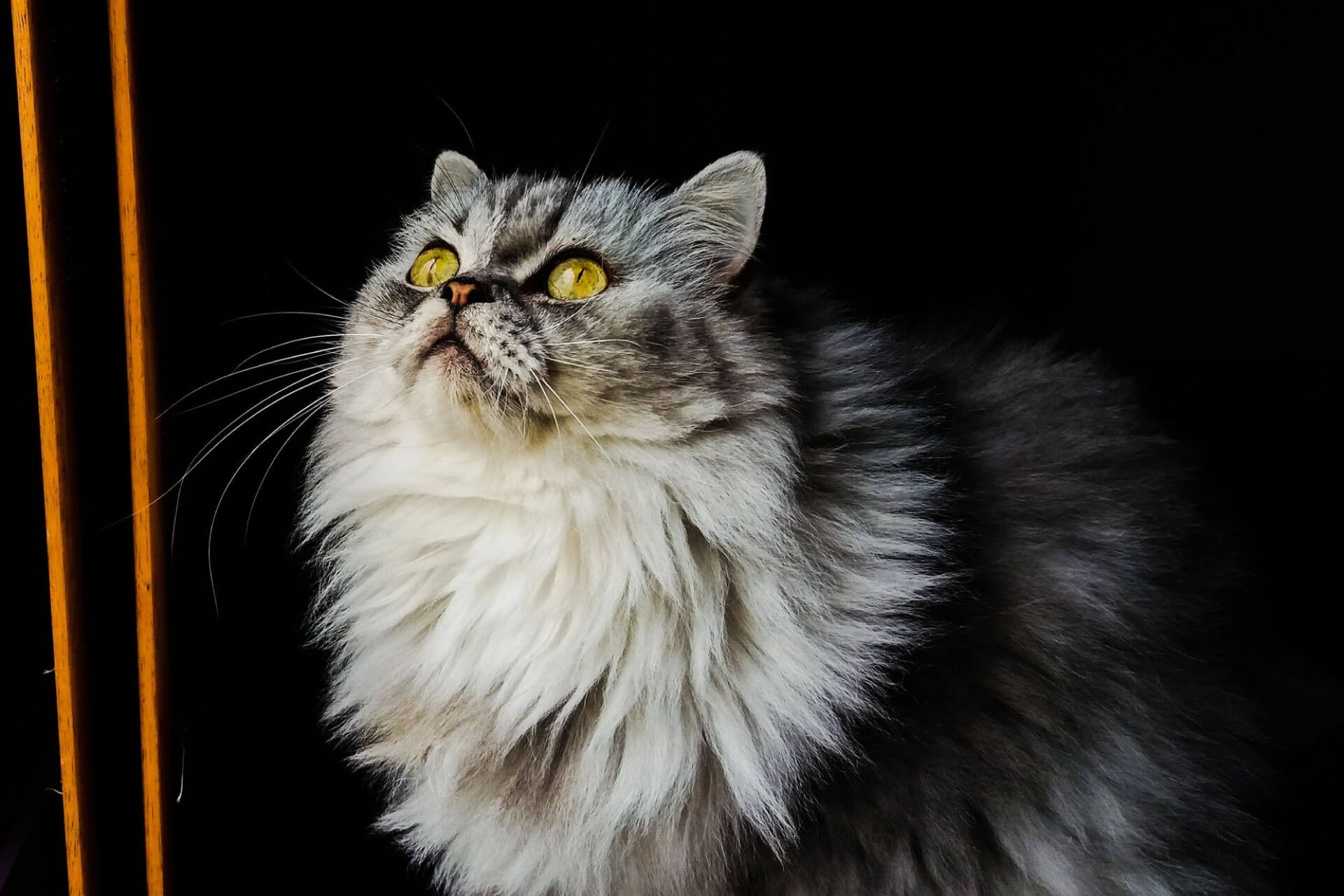 black gray and white Persian cat