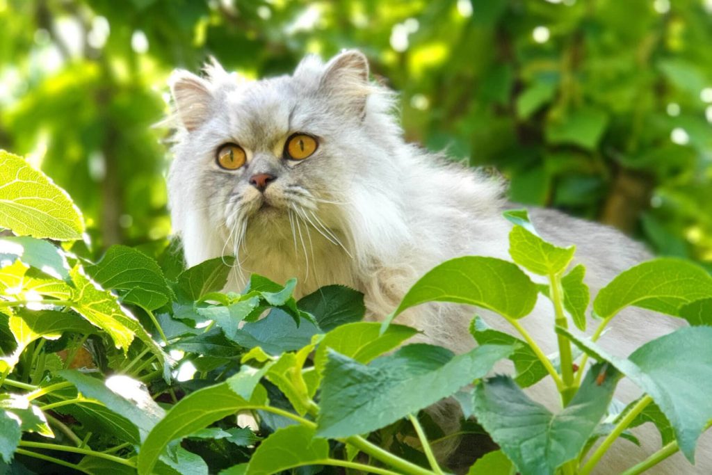 beyaz ve gri İran kedisi
