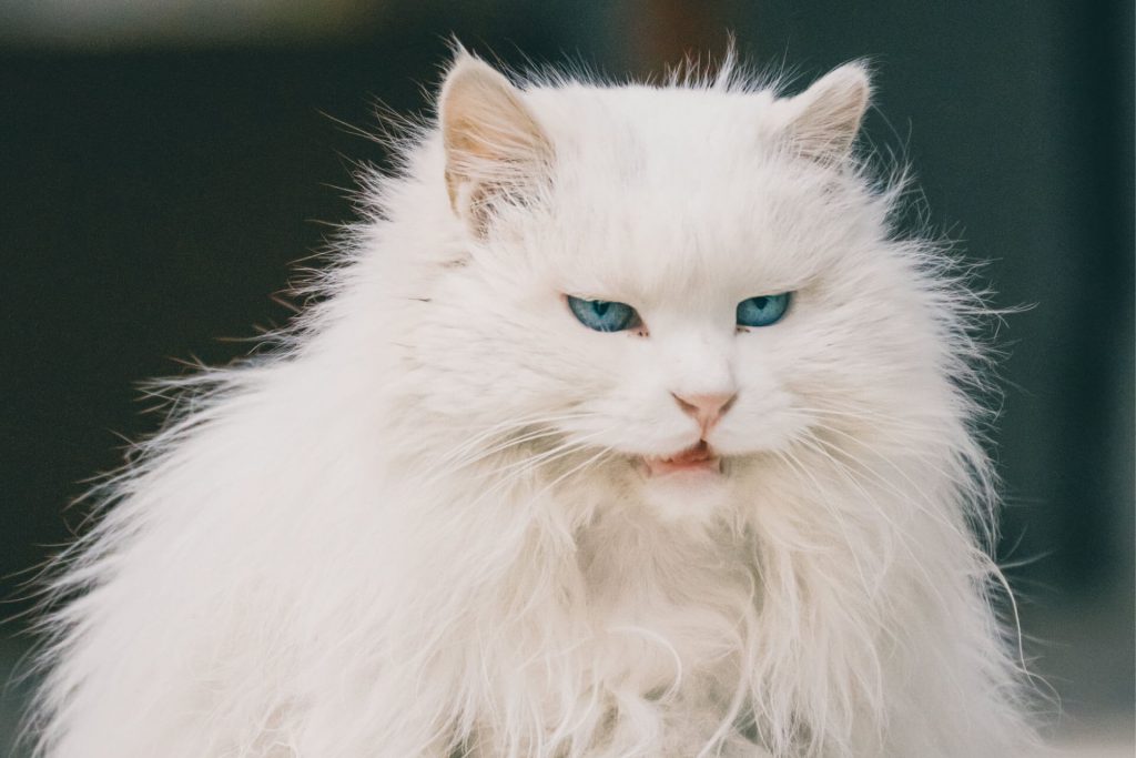 white persian cat with blue eyes