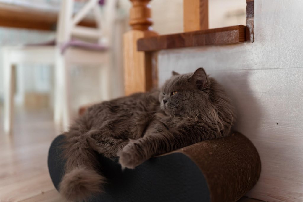 dark gray Persian cat lying on the sofa
