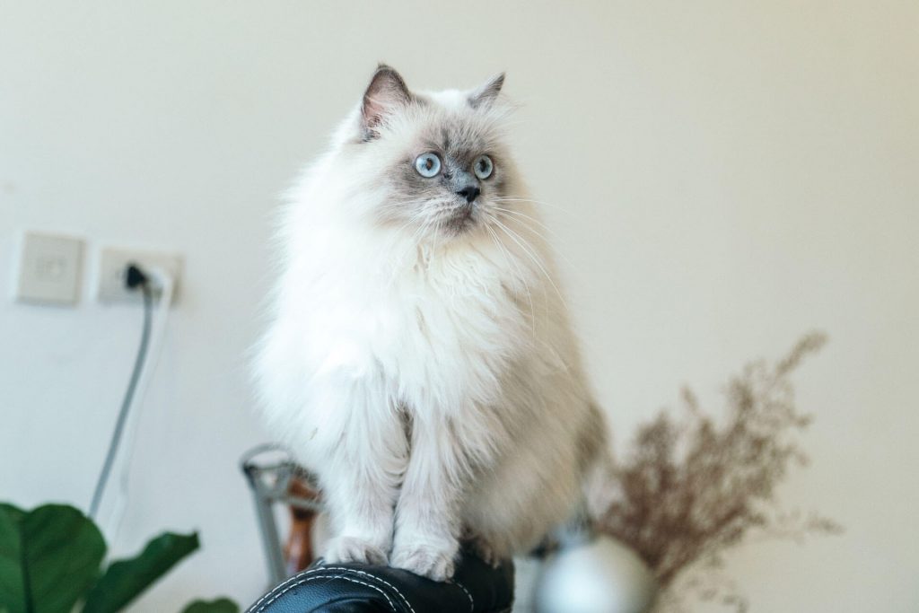 white and gray Persian cat sitting in office chair