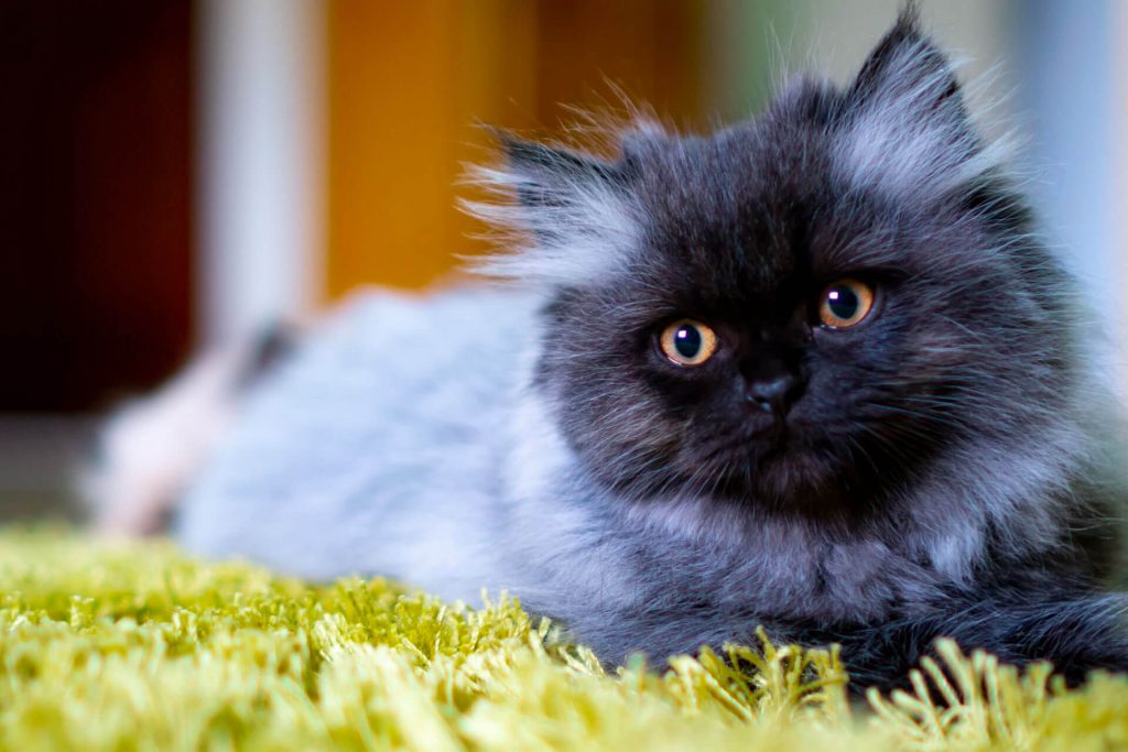 black and gray Persian cat