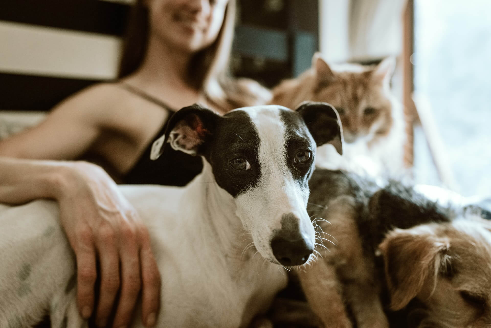 woman sitting with dogs and cats