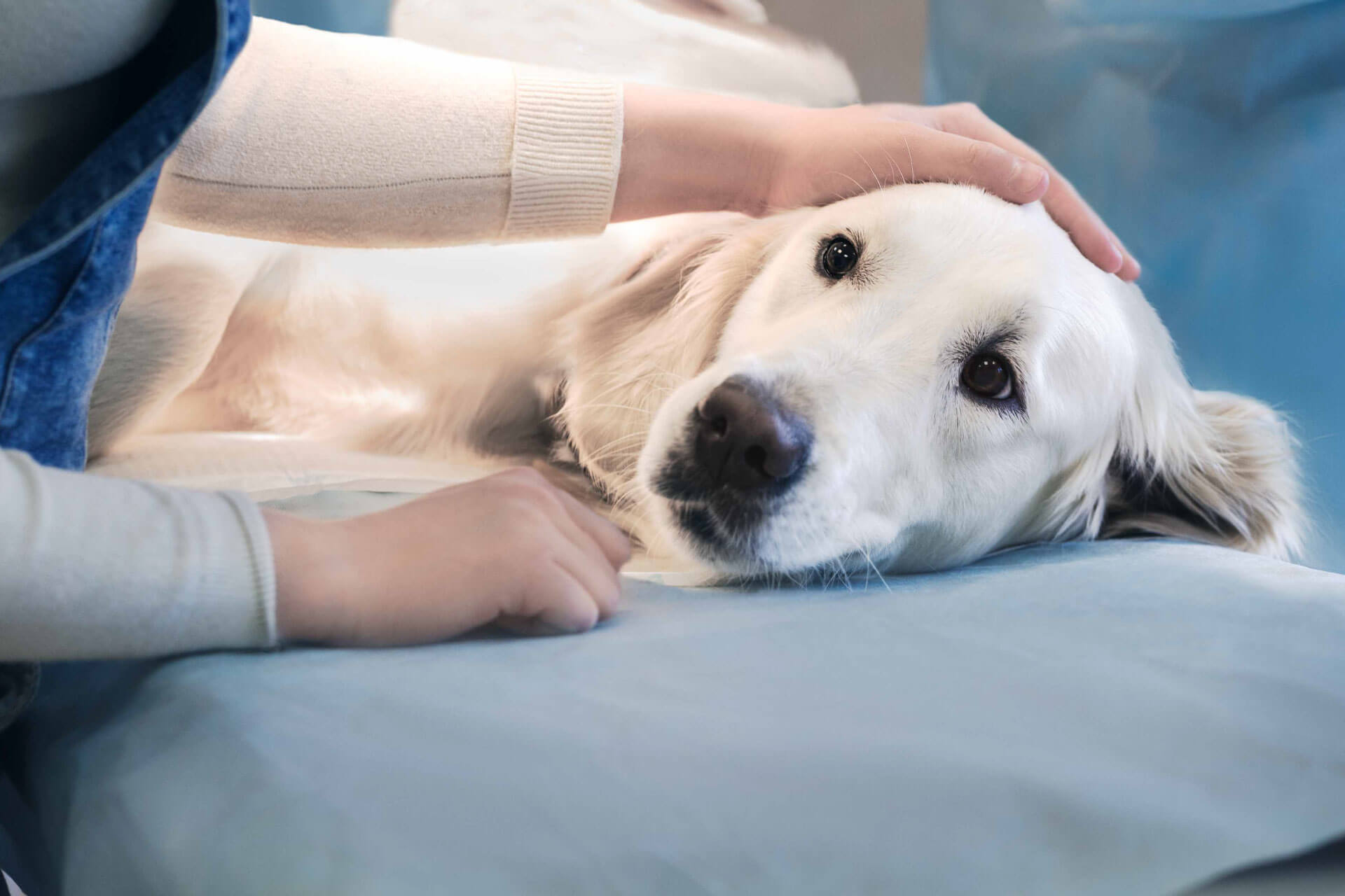 ameliyat masasında yatan köpek