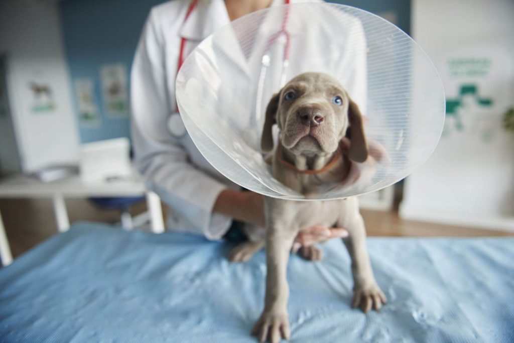 Elizabethan collar dog