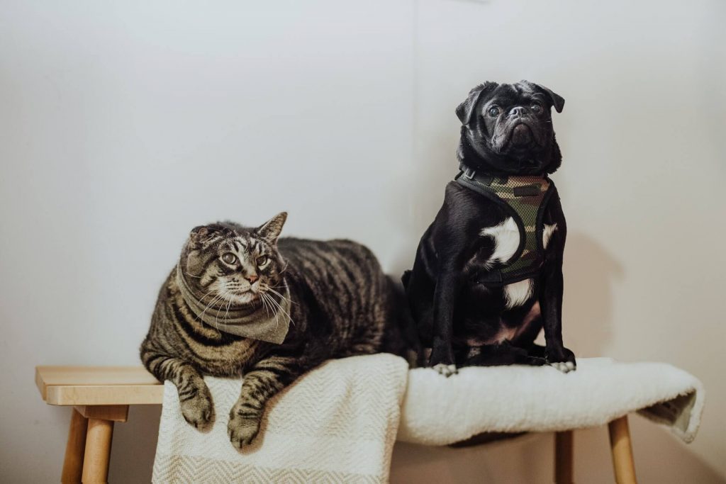 fat cat and dog sitting on bench