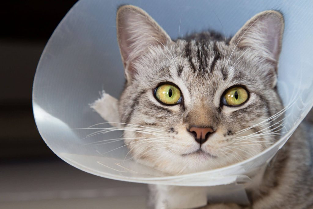 Elizabethan collar cat