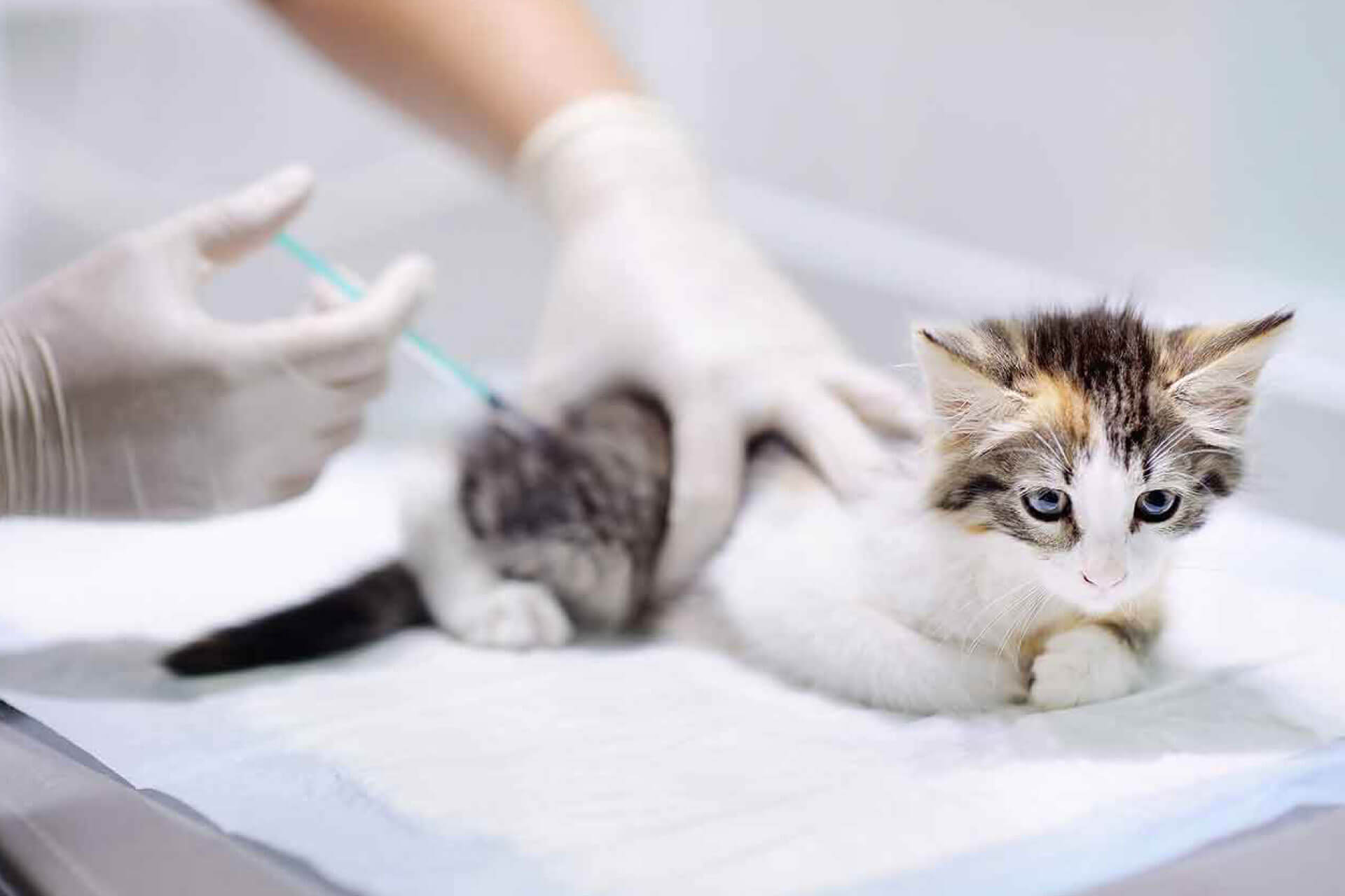 cat gets vaccinated