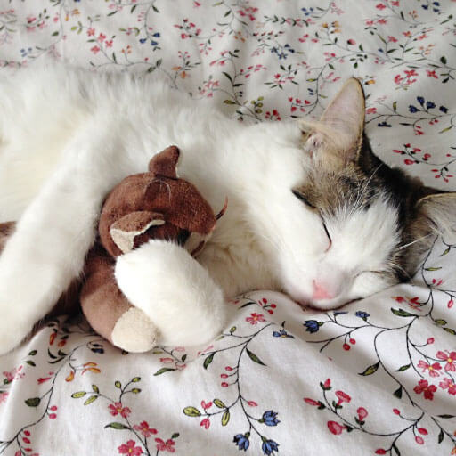 oyuncak ayı ile uyuyan kedi