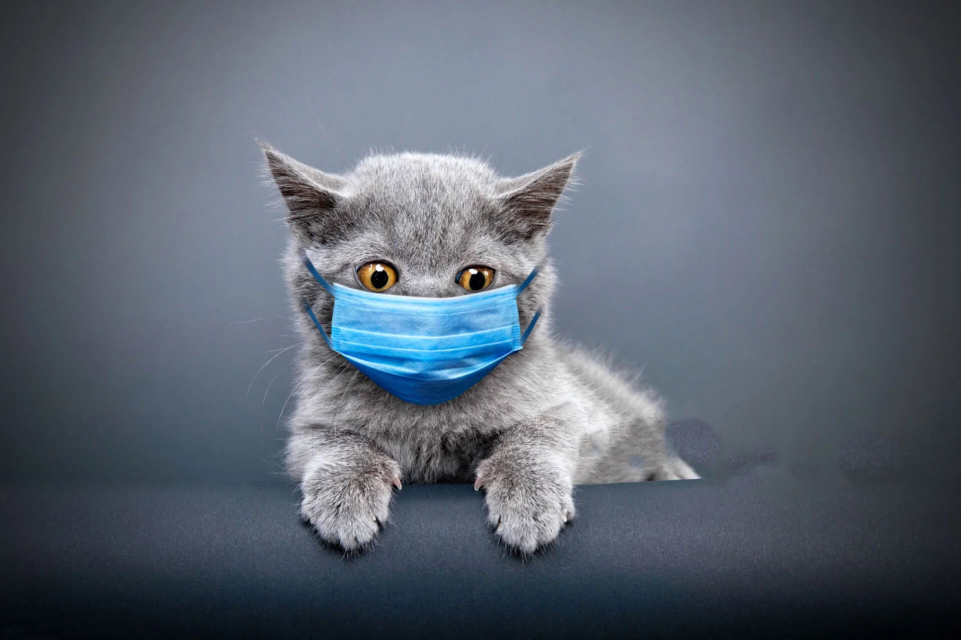 masked gray kitten