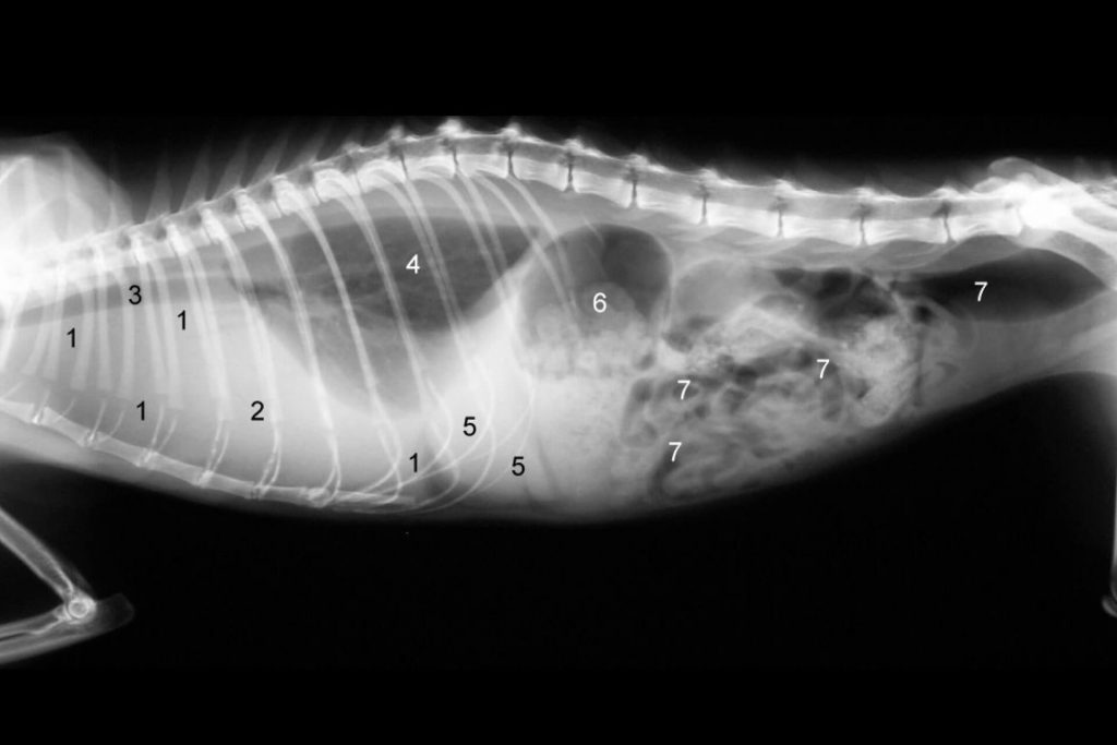 cat's stomach x-ray