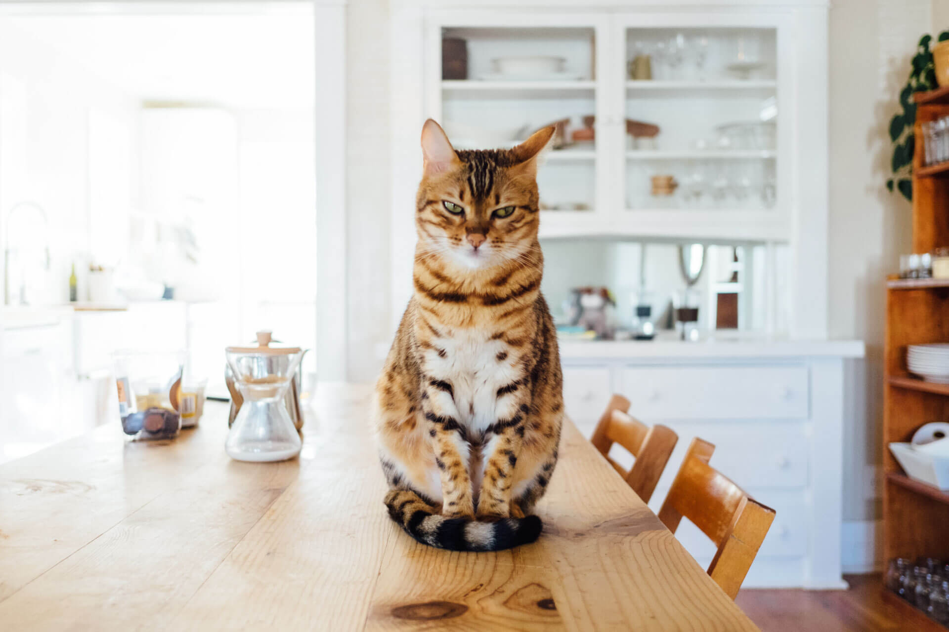angry cat sitting at the table