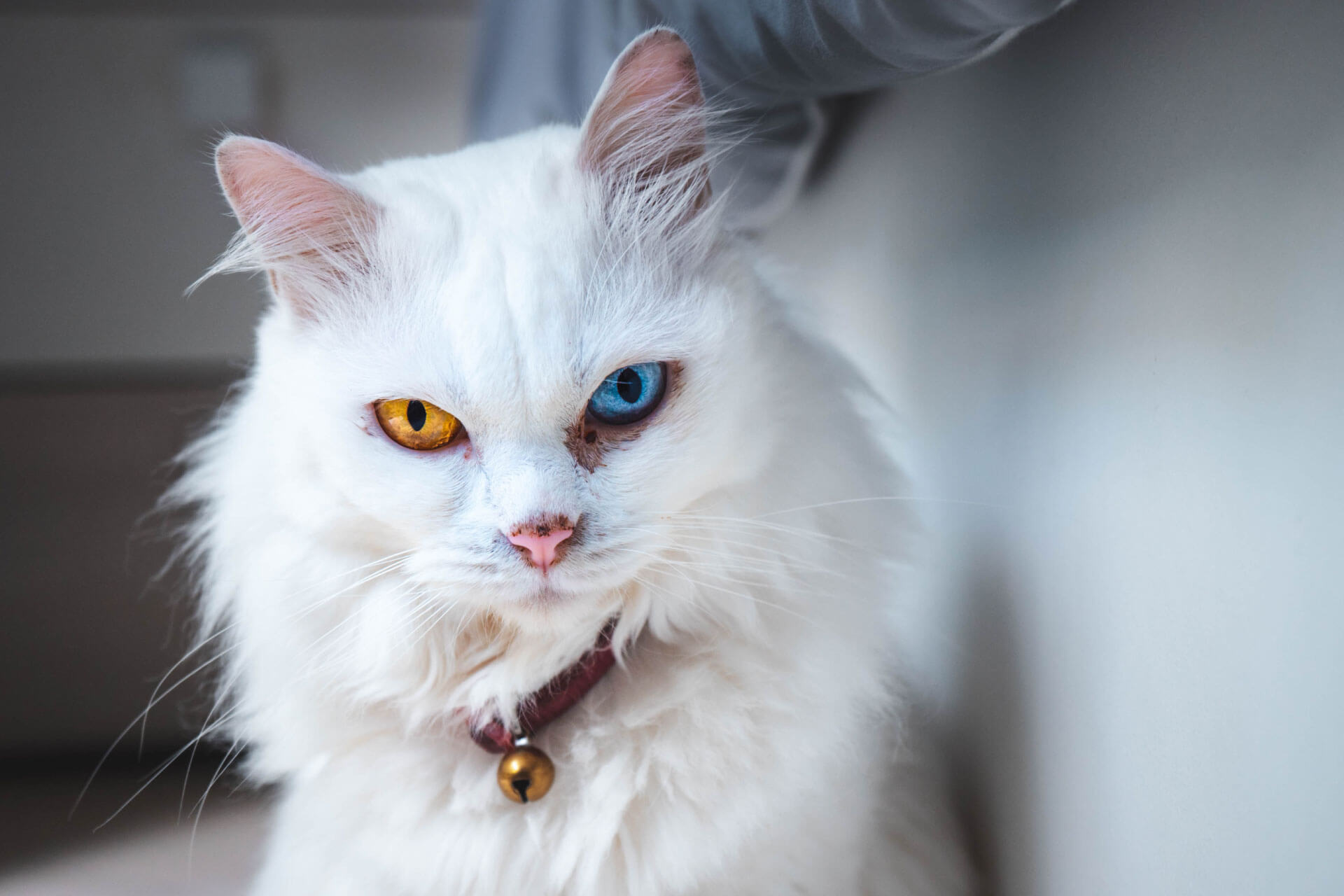 angry white cat with one blue eye and one orange eye