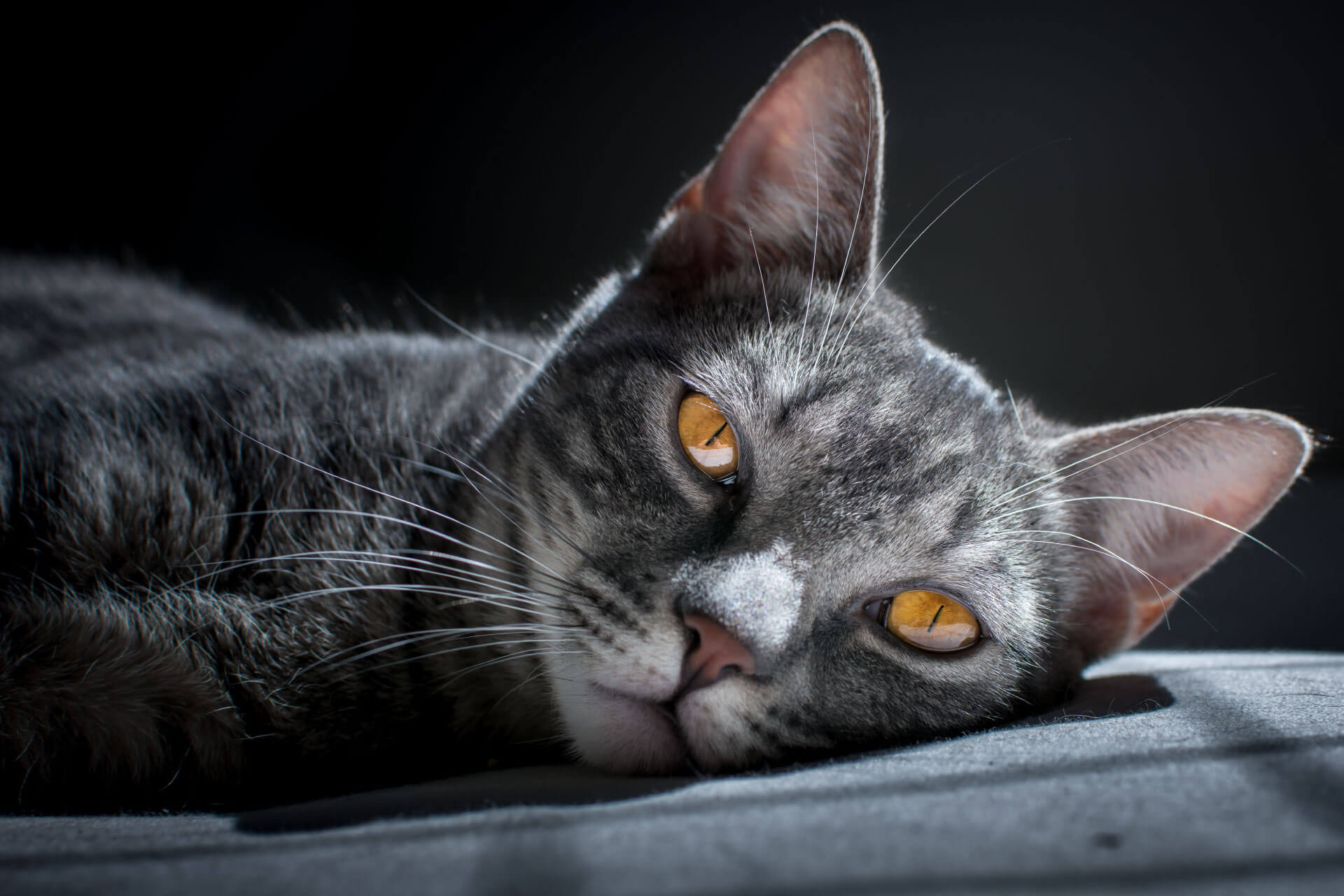 relaxed gray cat with orange eyes lying down