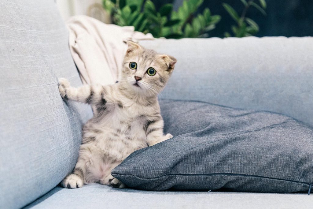 scared kitten on the sofa