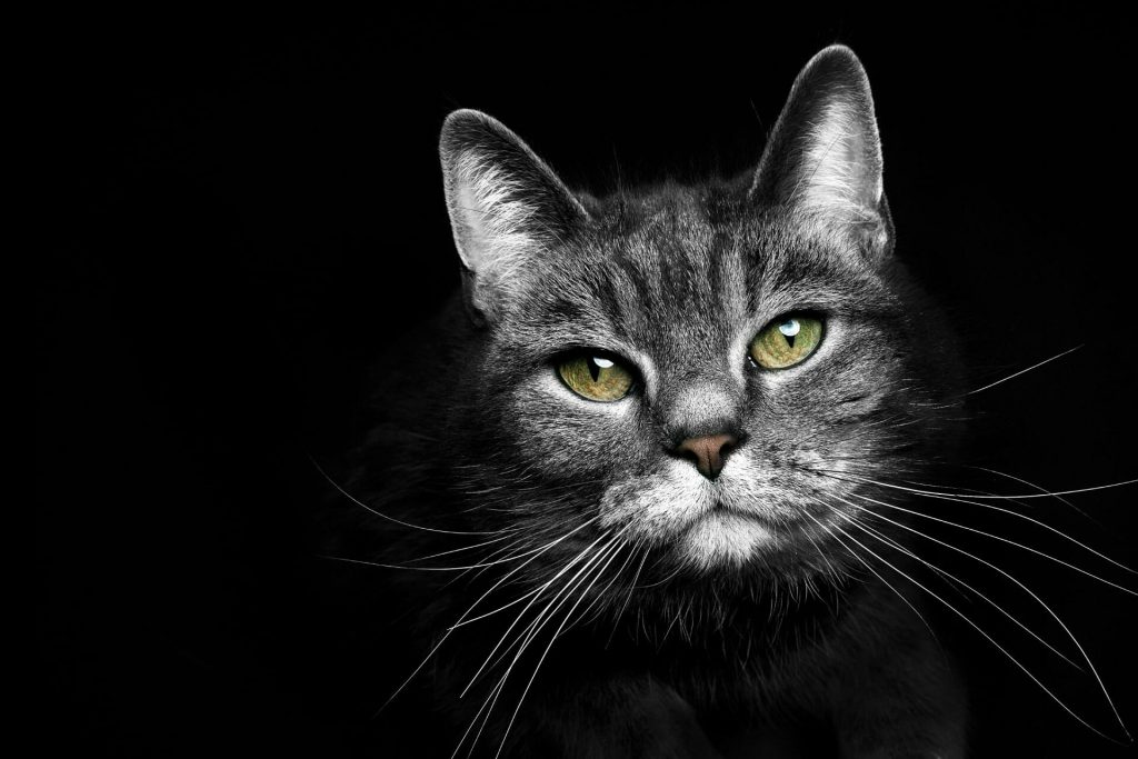 gray cat with green eyes on a black background