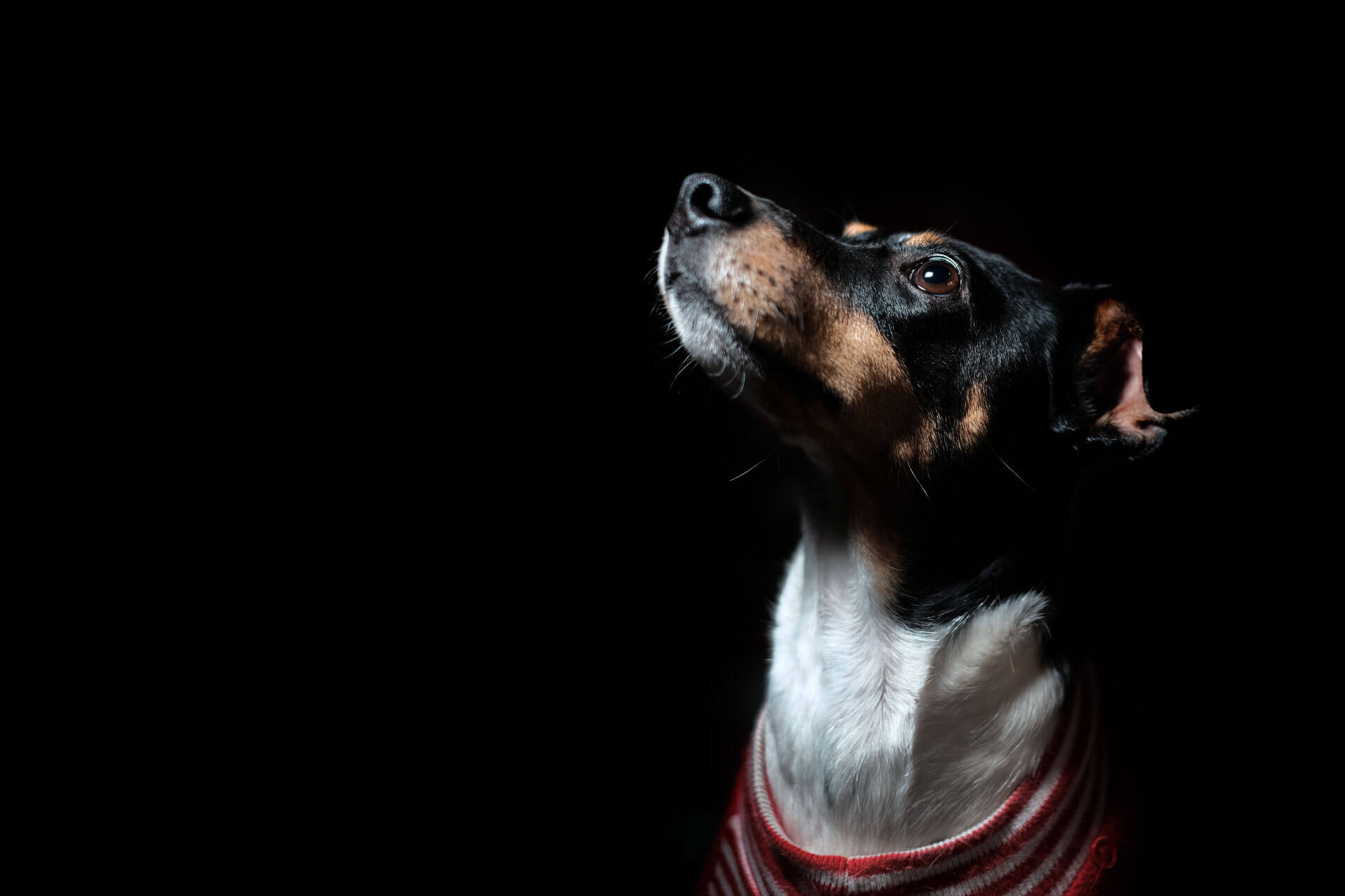 jack russell on black background