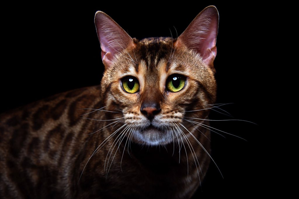 cat with green eyes and brown markings on black background