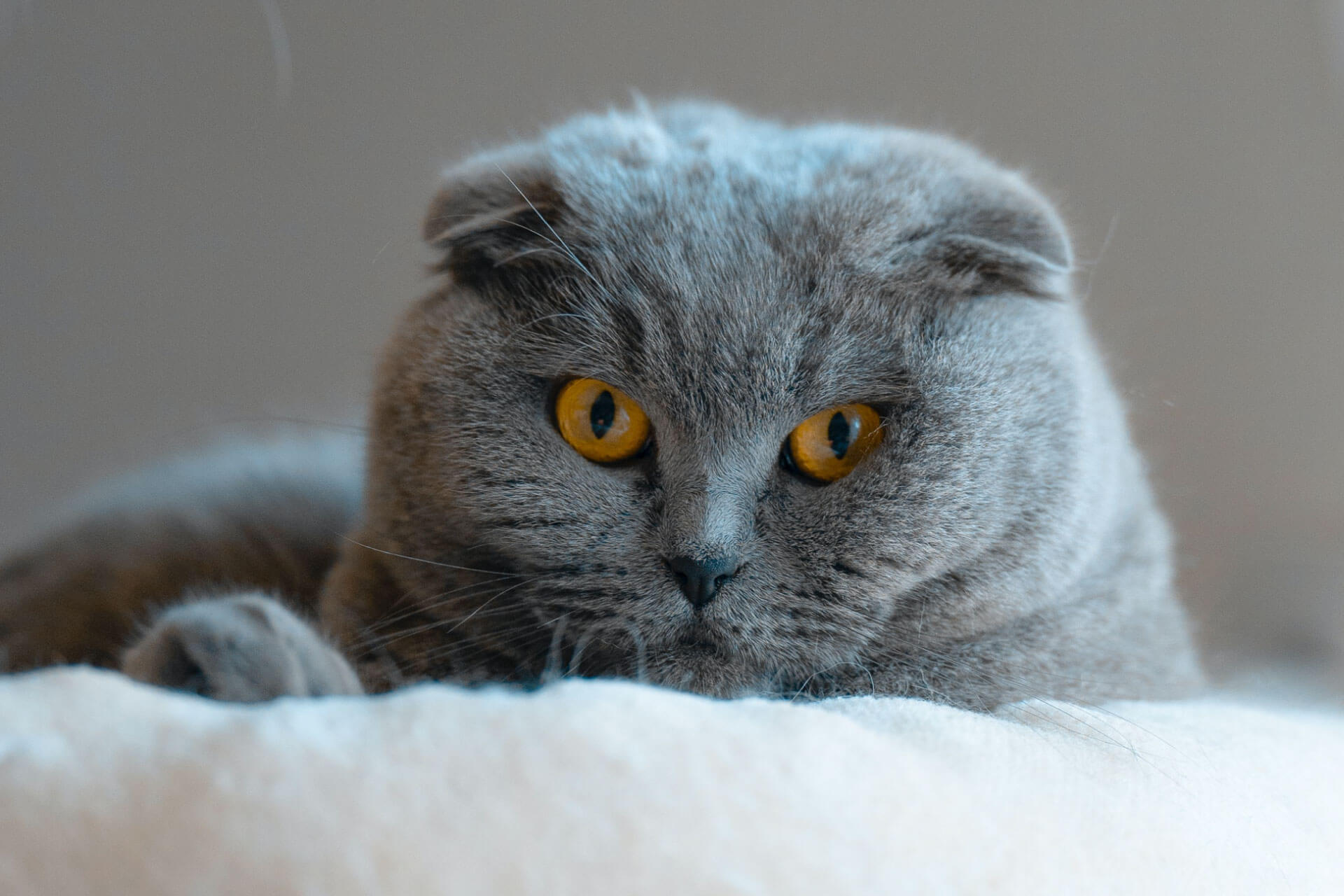 grey Scottish Fold