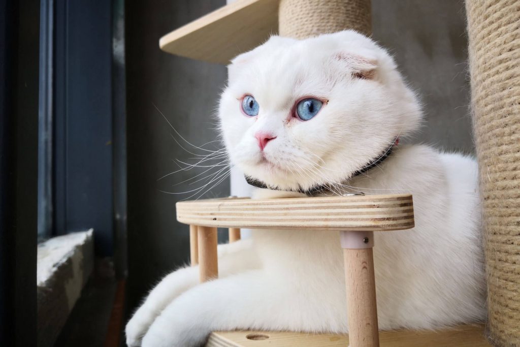 white Scottish Fold