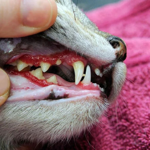 cat teeth with FCV