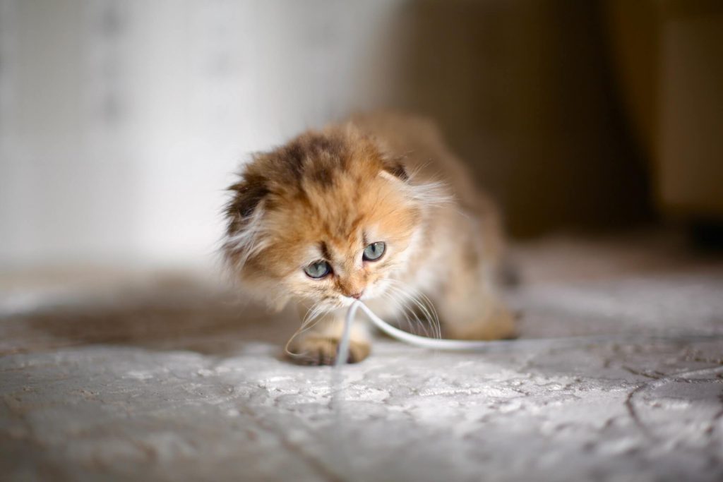 turuncu İskoç Fold kedi yavrusu