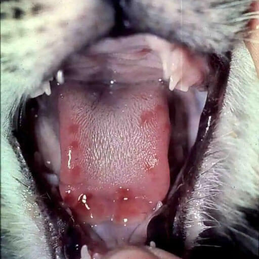 FCV ile kedi ağzı