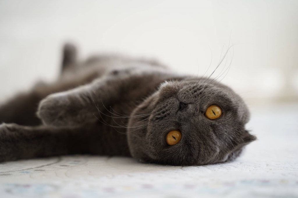 grey Scottish Fold