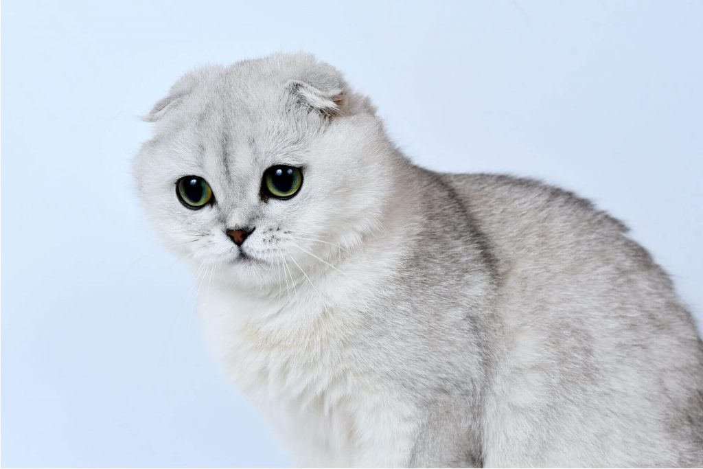 white and grey Scottish Fold