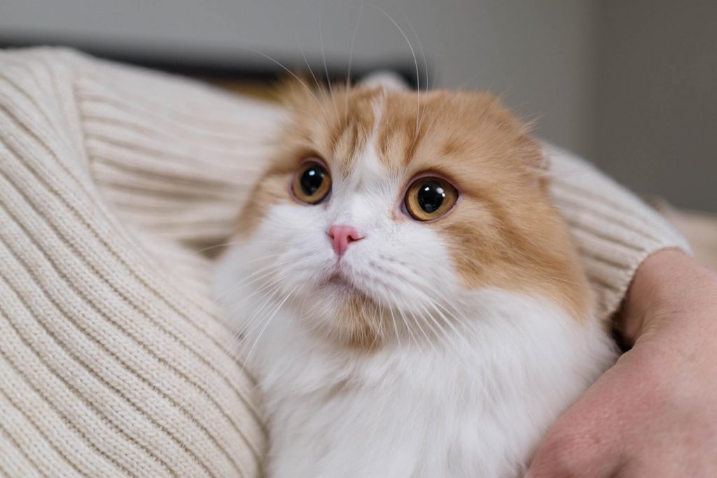 white and orange scottish fold on woman's arms