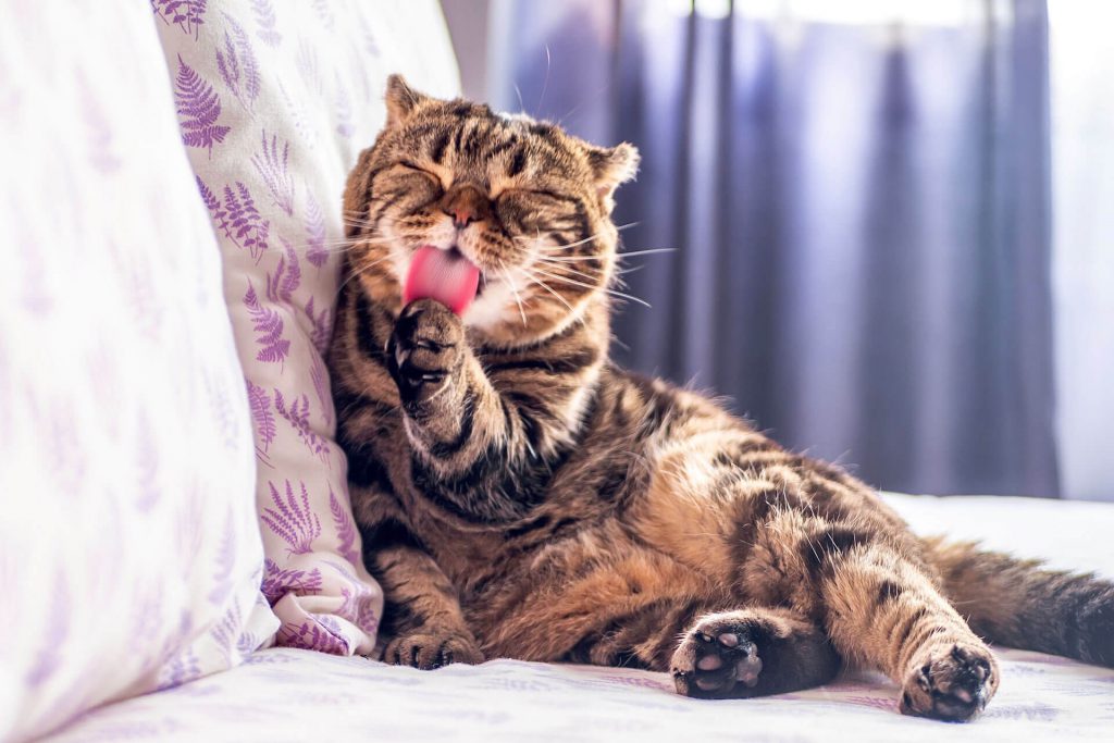 Scottish Fold licks paw sitting on sofa