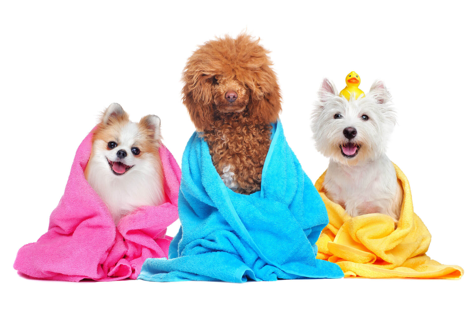 three dogs wrapped in towels