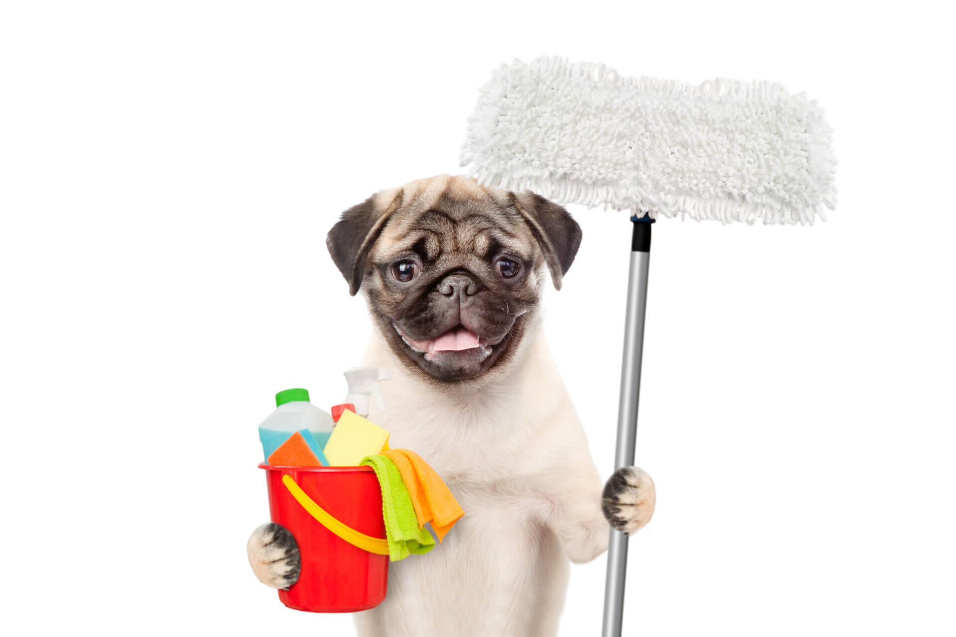dog with mop and cleaning bucket