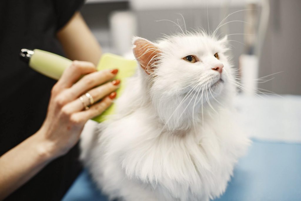 white cat being brushing