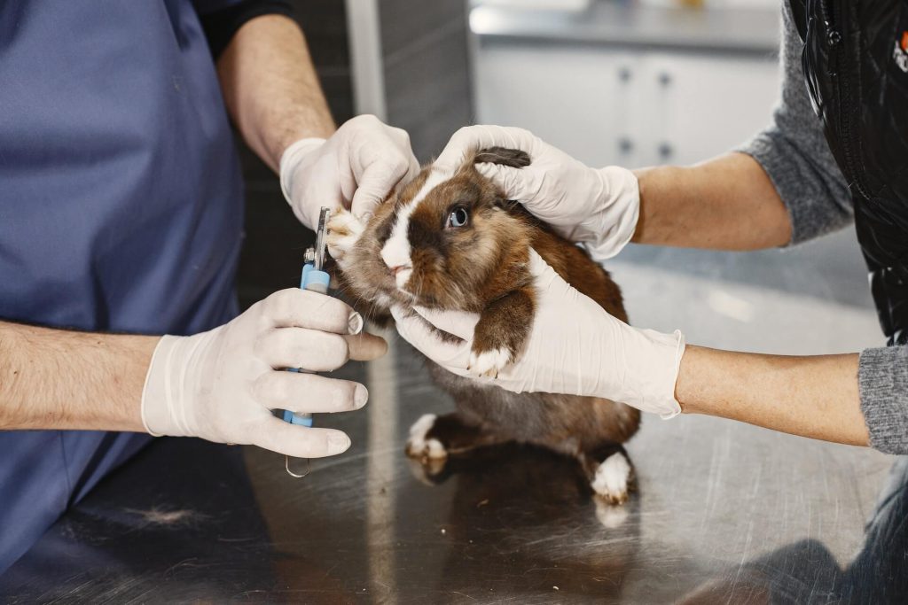 rabbits nails are being cut