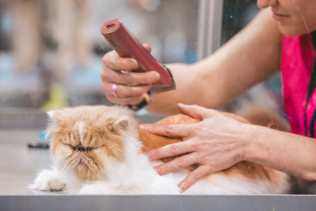 cat's fur being cut