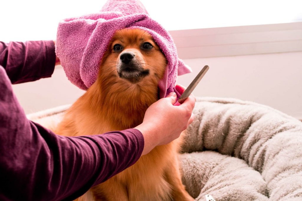 dog being groomed and cleaned with a pink towel