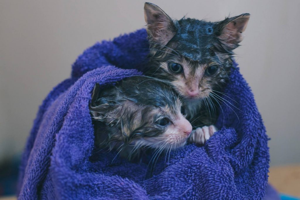wet kittens in lilac towel