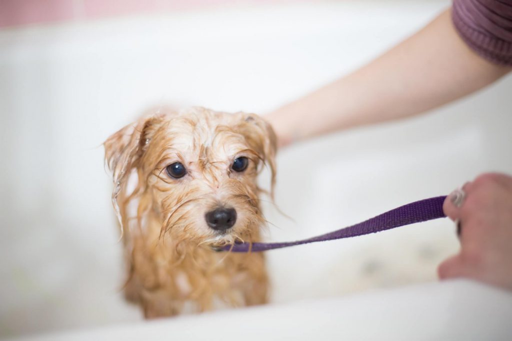 wet dog in the bath