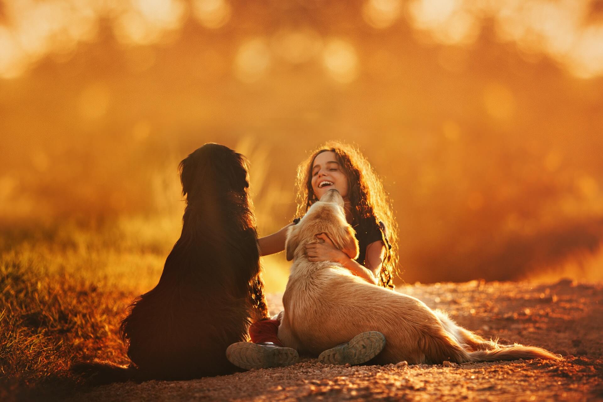 girl with two labrador at sunset