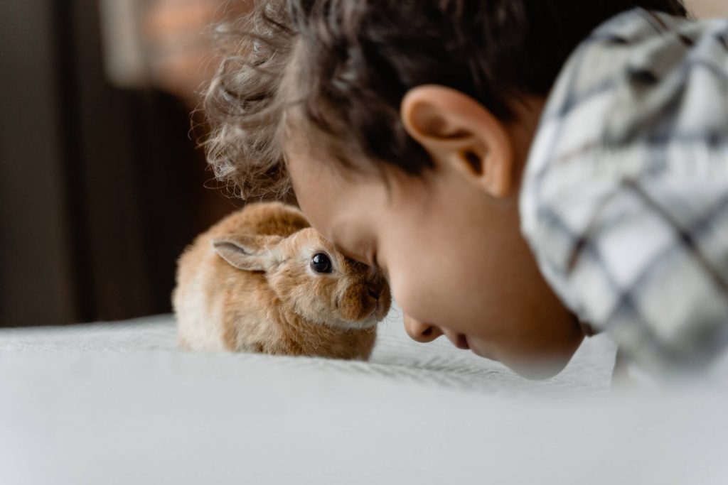 little boy rests his forehead on the rabbits' forehead