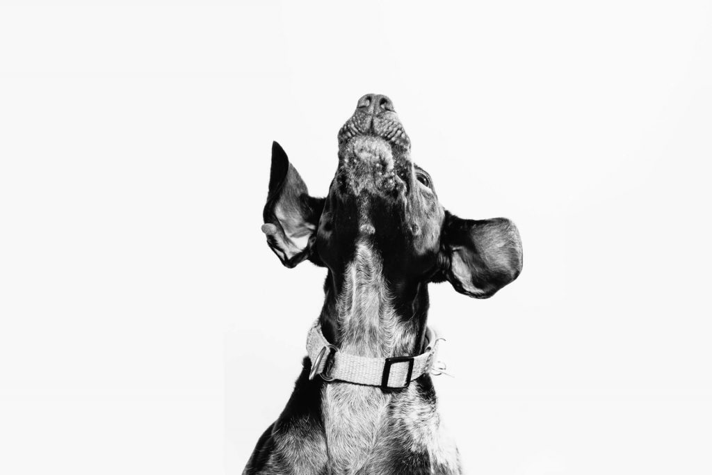 kafa sallayan köpeğin siyah beyaz resmi
