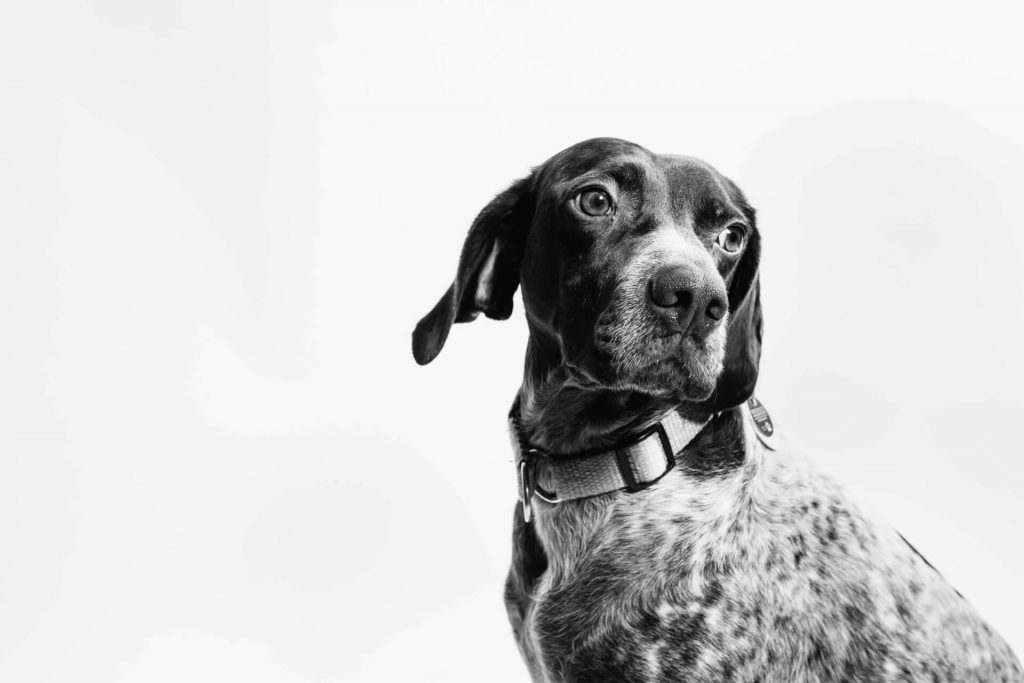 black and white picture of dog looking back