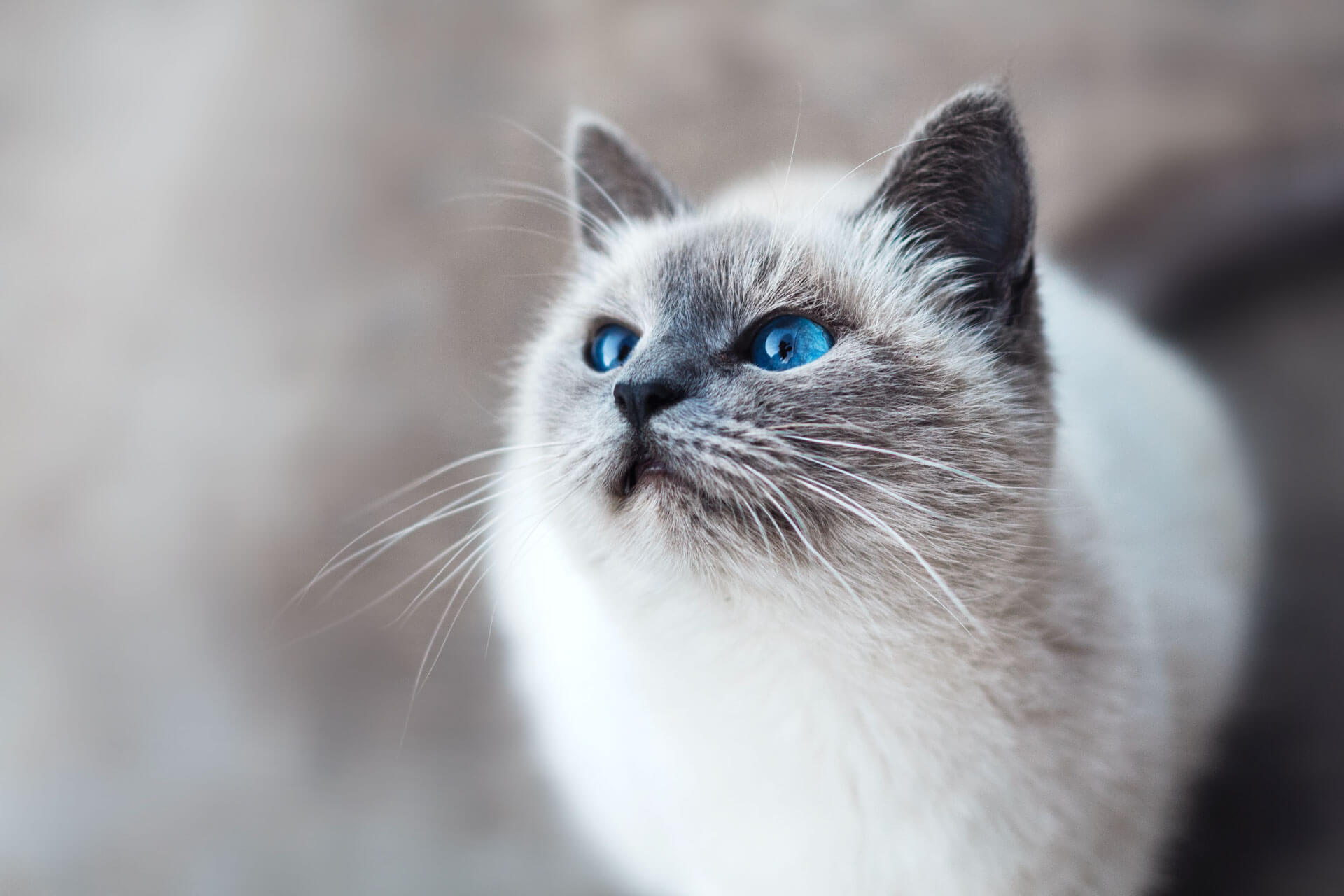 white cat with blue eyes looking up
