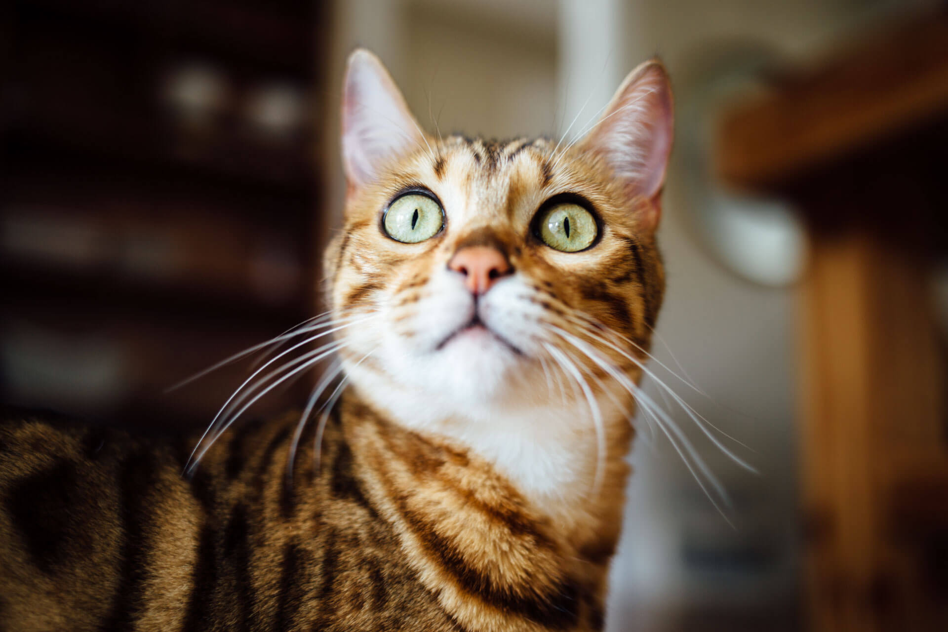 orange cat with black markings and green eyes