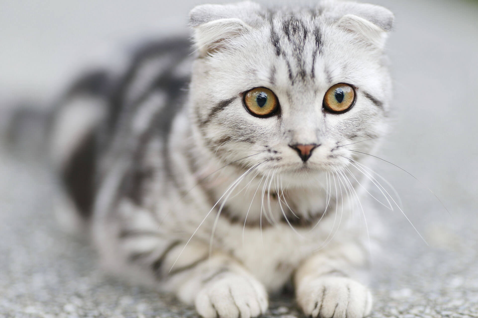 gray cat with gray markings and hazel eyes