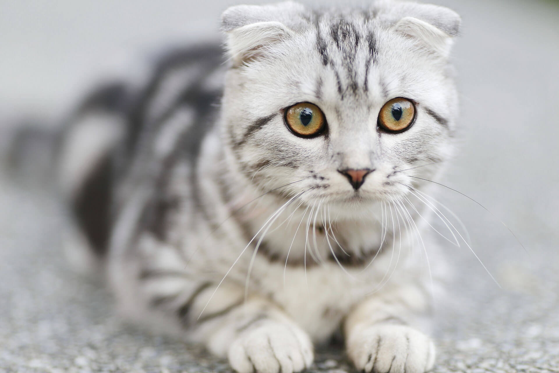 white and grey marking scottish fold