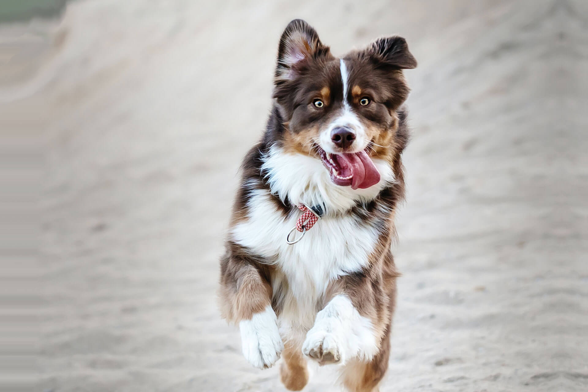 dog running on the beach