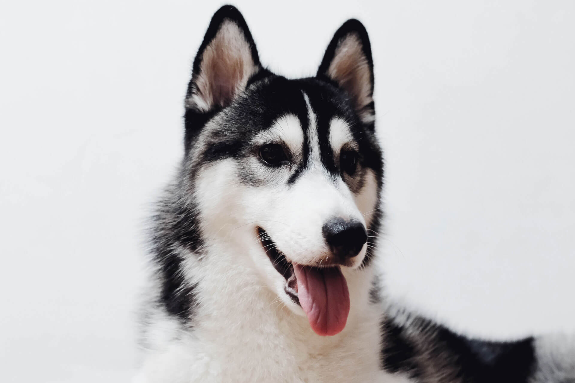 black and white husky