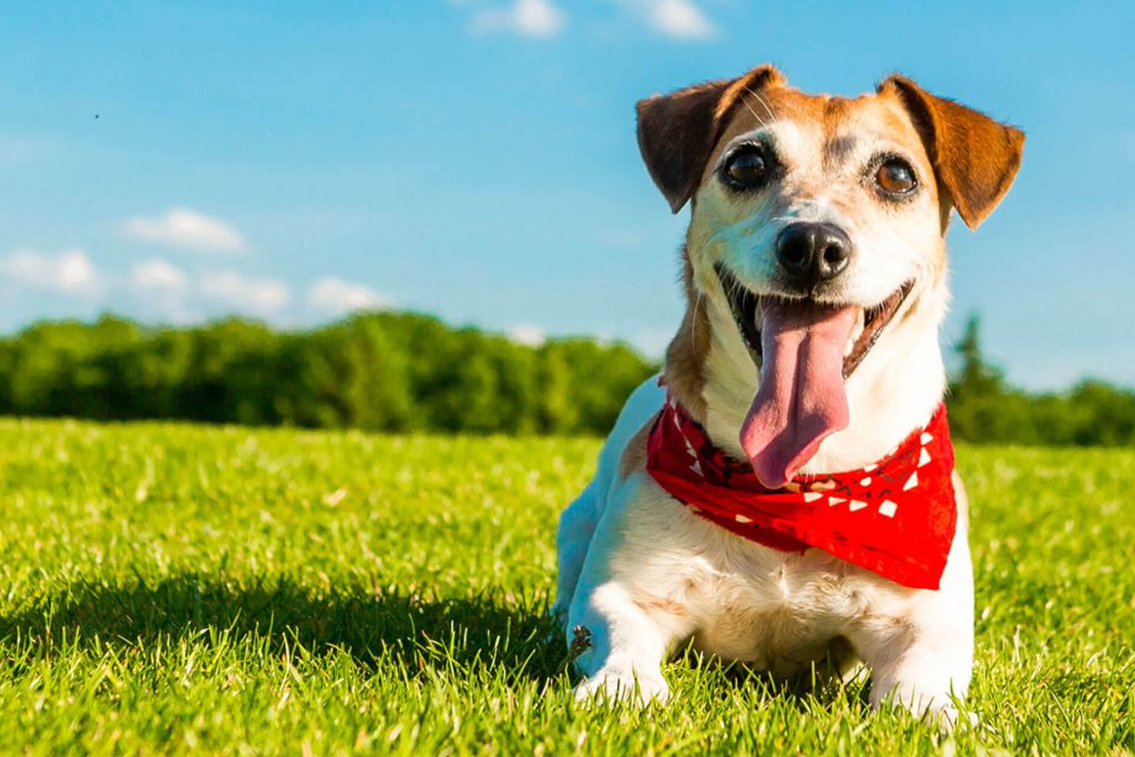 happy jack russell